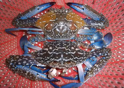 Mẹo chọn mua hải sản tươi ngon ảnh 1