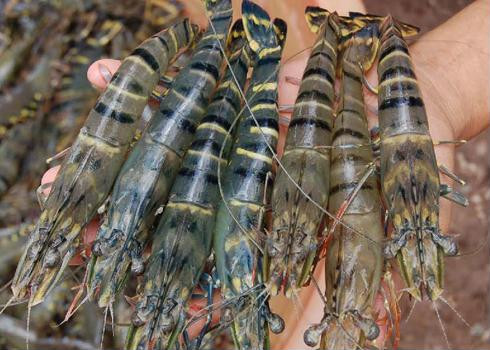 Mẹo chọn mua hải sản tươi ngon ảnh 2