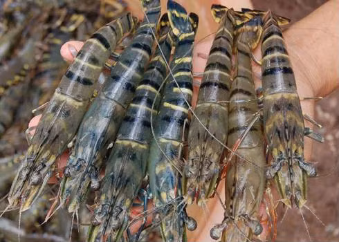 Mẹo chọn mua hải sản tươi ngon ảnh 2