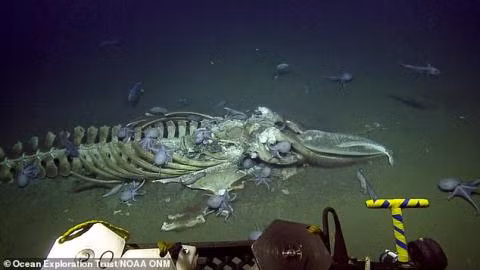 Xac ca voi tro xuong trang: Bat ngo dan sat thu