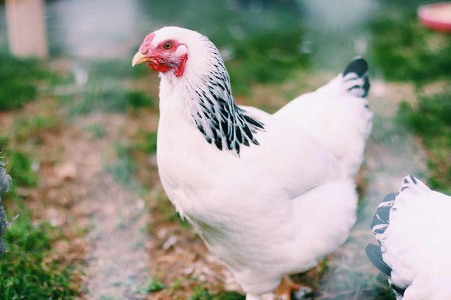 Ngắm khu vườn đẹp như tranh vẽ của cô gái hai mươi có niềm đam mê trồng trọt - Ảnh 13. Ngắm khu vườn đẹp như tranh vẽ của cô gái hai mươi có niềm đam mê trồng trọt - Ảnh 13.