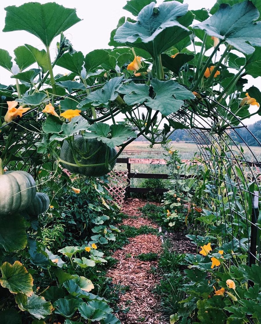 Ngắm khu vườn đẹp như tranh vẽ của cô gái 20 tuổi có niềm đam mê trồng trọt ảnh 16