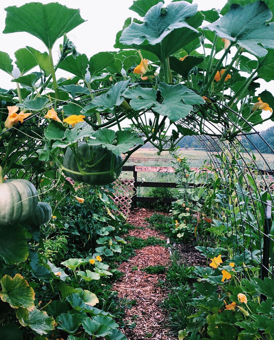 Ngắm khu vườn đẹp như tranh vẽ của cô gái 20 tuổi có niềm đam mê trồng trọt ảnh 16 Ngắm khu vườn đẹp như tranh vẽ của cô gái 20 tuổi có niềm đam mê trồng trọt ảnh 16