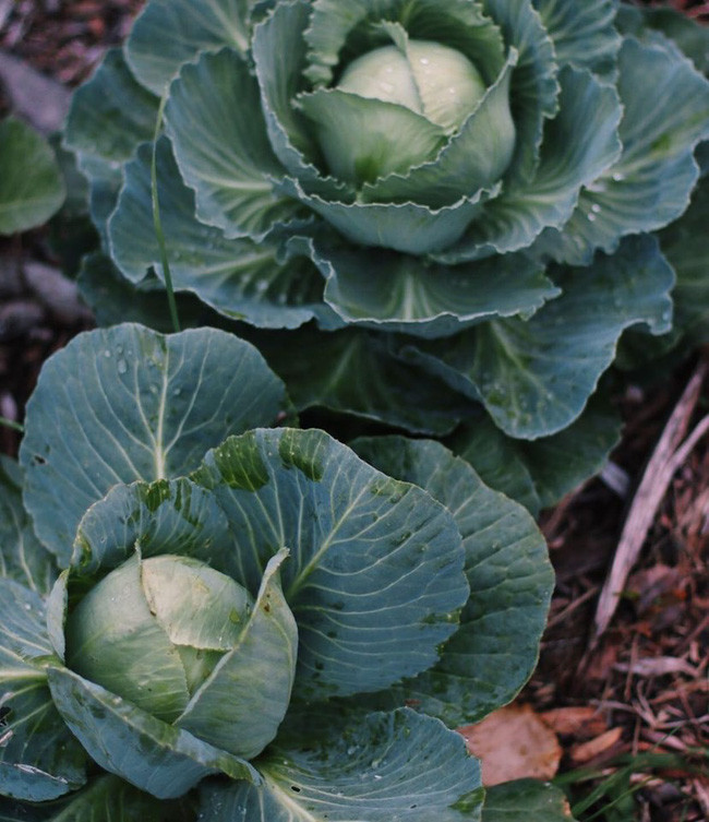 Ngắm khu vườn đẹp như tranh vẽ của cô gái hai mươi có niềm đam mê trồng trọt - Ảnh 12. Ngắm khu vườn đẹp như tranh vẽ của cô gái hai mươi có niềm đam mê trồng trọt - Ảnh 12.