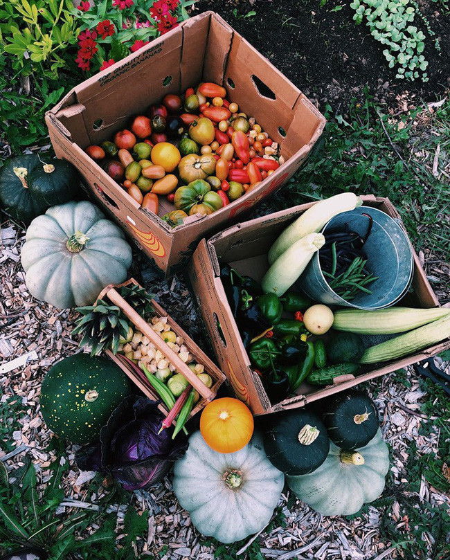 Ngắm khu vườn đẹp như tranh vẽ của cô gái hai mươi có niềm đam mê trồng trọt - Ảnh 11. Ngắm khu vườn đẹp như tranh vẽ của cô gái hai mươi có niềm đam mê trồng trọt - Ảnh 11.