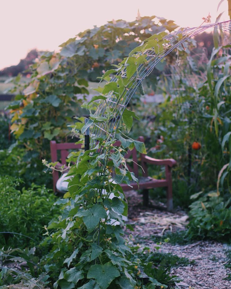 Ngắm khu vườn đẹp như tranh vẽ của cô gái 20 tuổi có niềm đam mê trồng trọt ảnh 11 Ngắm khu vườn đẹp như tranh vẽ của cô gái 20 tuổi có niềm đam mê trồng trọt ảnh 11