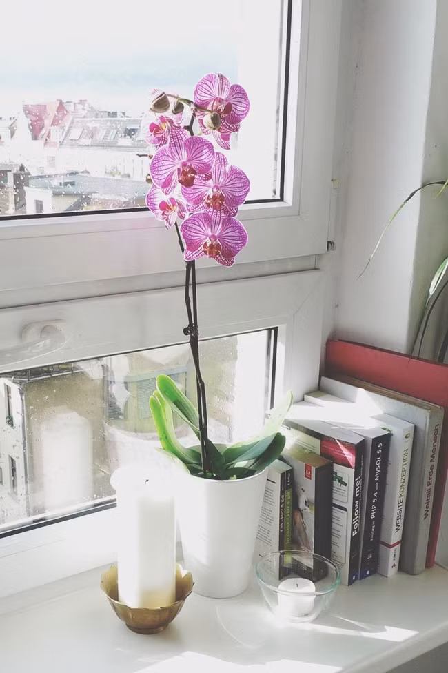 13 loại cây hoàn hảo dành để trưng bày ở phòng tắm vì phát triển mạnh ở nơi có độ ẩm cao - Ảnh 14.