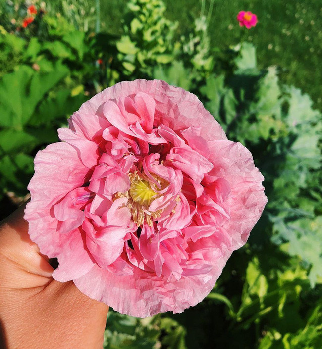 Ngắm khu vườn đẹp như tranh vẽ của cô gái hai mươi có niềm đam mê trồng trọt - Ảnh 5. Ngắm khu vườn đẹp như tranh vẽ của cô gái hai mươi có niềm đam mê trồng trọt - Ảnh 5.