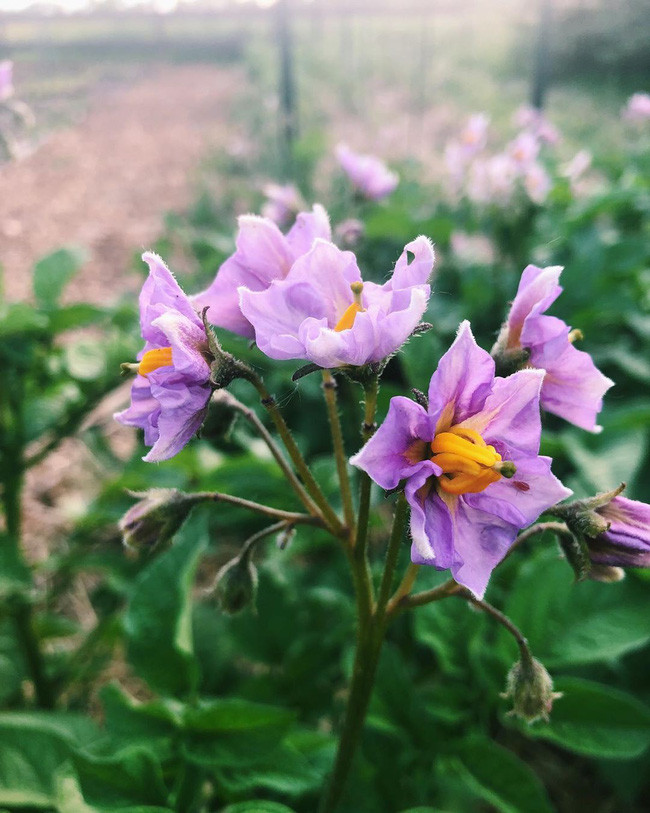 Ngắm khu vườn đẹp như tranh vẽ của cô gái hai mươi có niềm đam mê trồng trọt - Ảnh 8. Ngắm khu vườn đẹp như tranh vẽ của cô gái hai mươi có niềm đam mê trồng trọt - Ảnh 8.