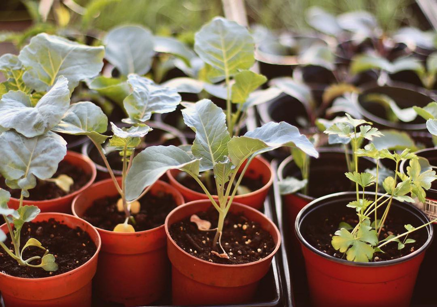 Ngắm khu vườn đẹp như tranh vẽ của cô gái 20 tuổi có niềm đam mê trồng trọt ảnh 10 Ngắm khu vườn đẹp như tranh vẽ của cô gái 20 tuổi có niềm đam mê trồng trọt ảnh 10