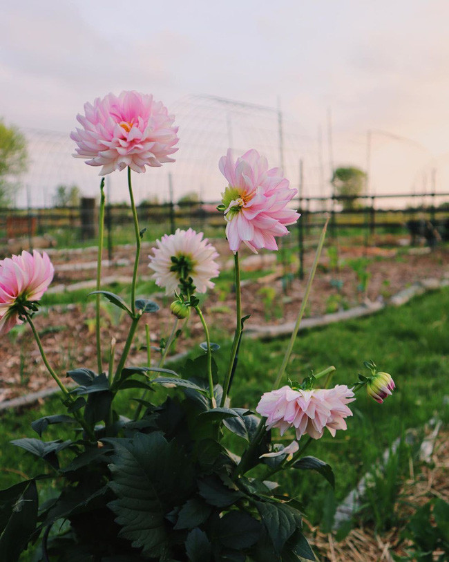 Ngắm khu vườn đẹp như tranh vẽ của cô gái hai mươi có niềm đam mê trồng trọt - Ảnh 9. Ngắm khu vườn đẹp như tranh vẽ của cô gái hai mươi có niềm đam mê trồng trọt - Ảnh 9.