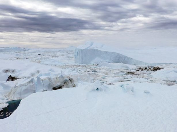 Bất ngờ lãnh nguyên Bắc Cực biến thành cánh đồng cỏ hoa rực rỡ