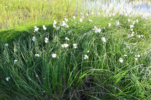 Bất ngờ lãnh nguyên Bắc Cực biến thành cánh đồng cỏ hoa rực rỡ