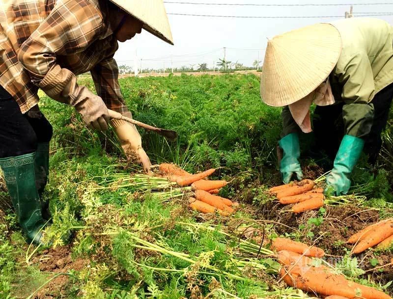 Cánh đồng 100 tỷ đồng rực 1 màu đỏ hiếm có Việt Nam