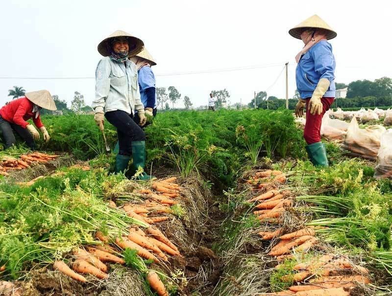 Cánh đồng 100 tỷ đồng rực 1 màu đỏ hiếm có Việt Nam