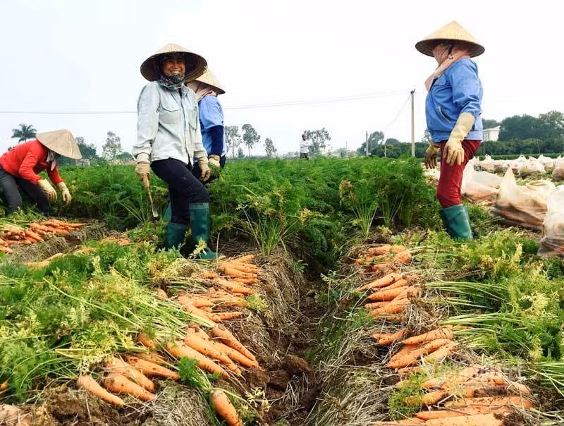 Cánh đồng 100 tỷ đồng rực 1 màu đỏ hiếm có Việt Nam