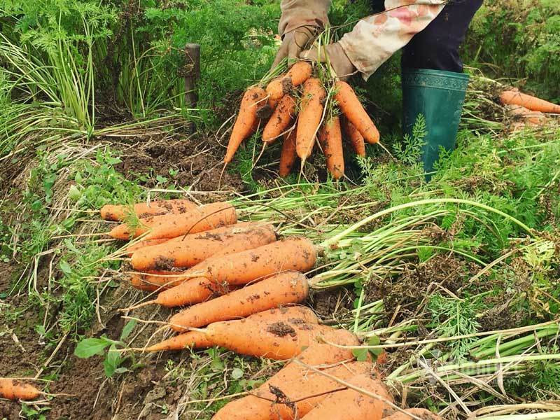 Cánh đồng 100 tỷ đồng rực 1 màu đỏ hiếm có Việt Nam