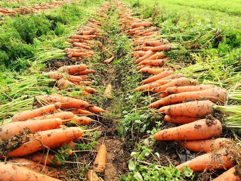 Cánh đồng 100 tỷ đồng rực 1 màu đỏ hiếm có Việt Nam