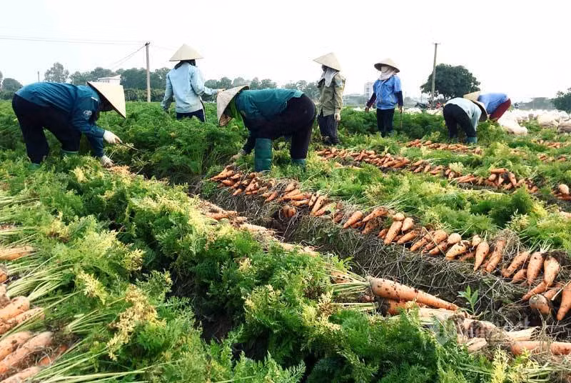 Cánh đồng 100 tỷ đồng rực 1 màu đỏ hiếm có Việt Nam