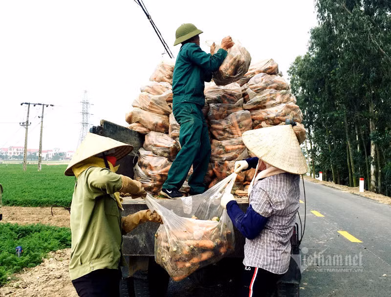 Cánh đồng 100 tỷ đồng rực 1 màu đỏ hiếm có Việt Nam