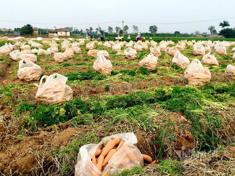 Cánh đồng 100 tỷ đồng rực 1 màu đỏ hiếm có Việt Nam