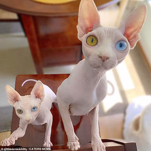 Cặp mèo với 2 màu mắt khác nhau gây bão mạng xã hội - Ảnh 2.