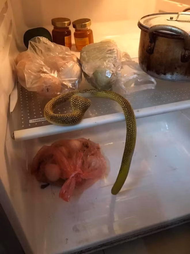 Mỗi lần mở tủ lạnh, mẹ trẻ lại tá hỏa khi phát hiện những món đồ chơi của con nằm vắt vẻo bên trong