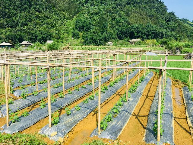 Những nương rau xanh tại Son Bá Mười