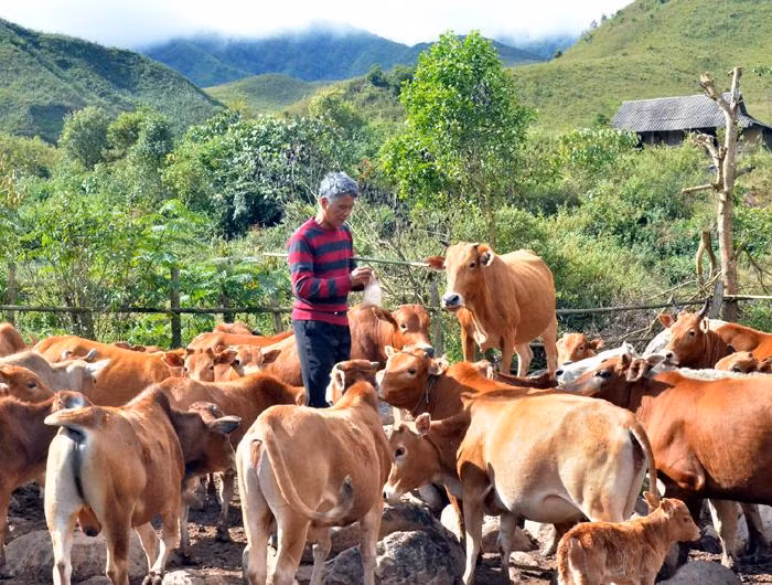 Chăn nuôi đại gia súc là hướng đi mở lối thoát nghèo ở Sín Thầu.
