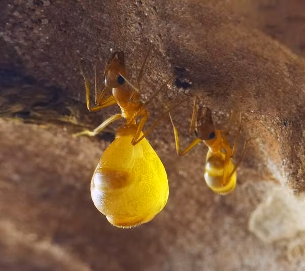 151003ant02-f3ac1
