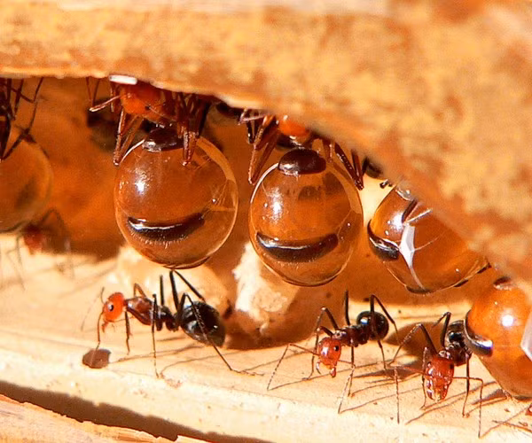 151003ant06-f3ac1