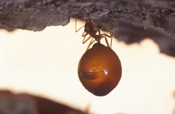 151003ant01-f3ac1