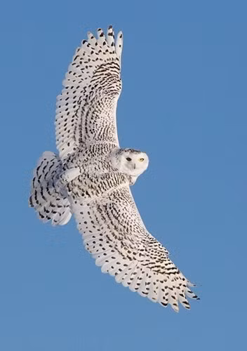 Cận cảnh cú săn mồi nhanh như tên bắn của cú tuyết - ảnh 11