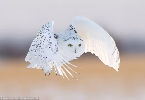 Cận cảnh cú săn mồi nhanh như tên bắn của cú tuyết - ảnh 12