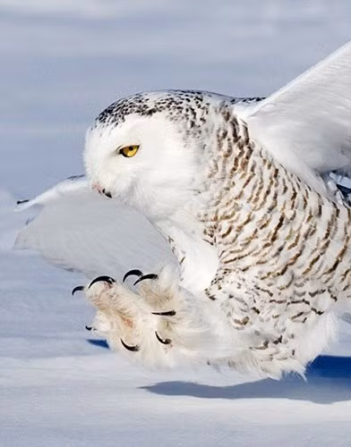 Cận cảnh cú săn mồi nhanh như tên bắn của cú tuyết - ảnh 3