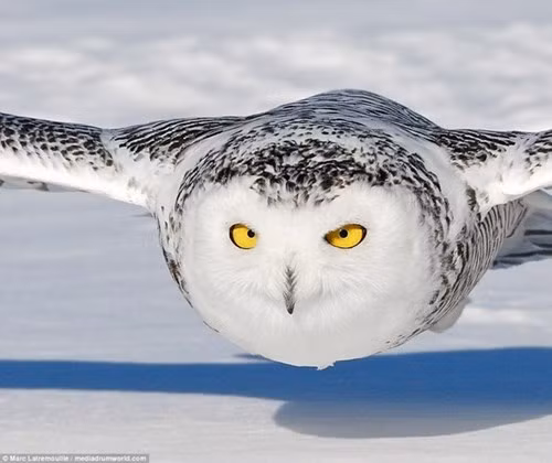 Cận cảnh cú săn mồi nhanh như tên bắn của cú tuyết - ảnh 7