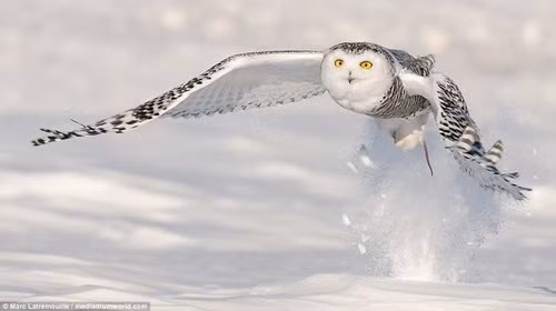 Cận cảnh cú săn mồi nhanh như tên bắn của cú tuyết - ảnh 6