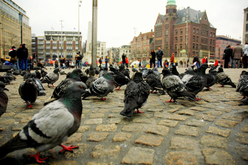 Ngoài ra, du khách còn vui đùa cùng những chú chim bồ câu ở Quảng trường Dam và cho chúng ăn. polyad