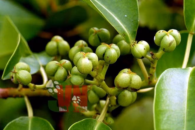 Quả của cây mù mắt