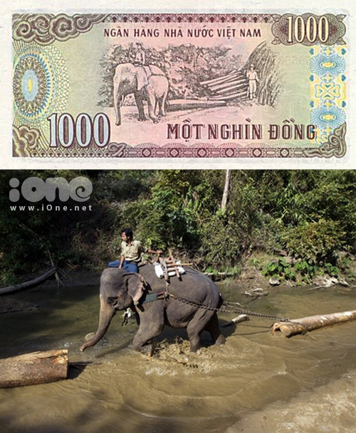 Voi kéo gỗ ở Tây Nguyên. nhung-dia-danh-in-tren-tien-viet-khong-phai-ai-cung-biet-2