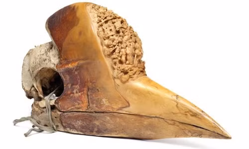 Chim tê biểu bị săn bắn để lấy sừng.