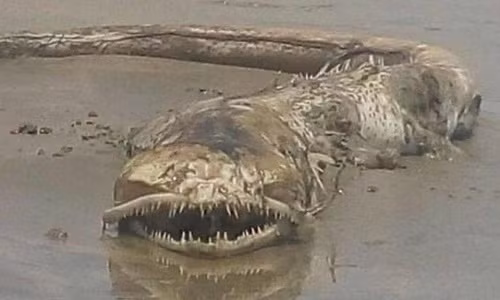 Xác sinh vật chưa rõ nguồn gốc ở bãi biển Mexico. Ảnh: Sun.