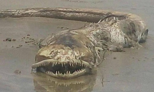 Xác sinh vật chưa rõ nguồn gốc ở bãi biển Mexico. Ảnh: Sun.