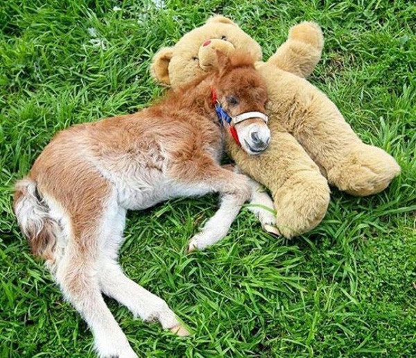 15 chú ngựa lùn tịt nhưng nhìn là muốn yêu luôn - Ảnh 10. 15 chú ngựa lùn tịt nhưng nhìn là muốn yêu luôn - Ảnh 10.