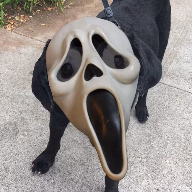 Xem loạt ảnh chế của chú chó này mới thấy sinh ra có đôi mắt gấu trúc cũng là cái tội - Ảnh 12.