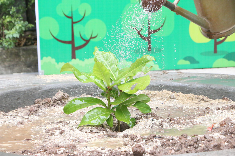 Cây bàng vuông đã được ươm mầm thành công và trồng tại Trường Tiểu học Vân Canh nhân dịp xuân Quý Mão 2023. Cây bàng vuông đã được ươm mầm thành công và trồng tại Trường Tiểu học Vân Canh nhân dịp xuân Quý Mão 2023.