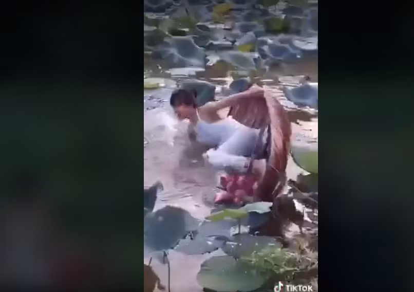 Mải tạo dáng bên hồ sen, chiếc thuyền bỗng dưng bổ nhào khiến người xem vừa thương vừa buồn cười. Ảnh MXH.