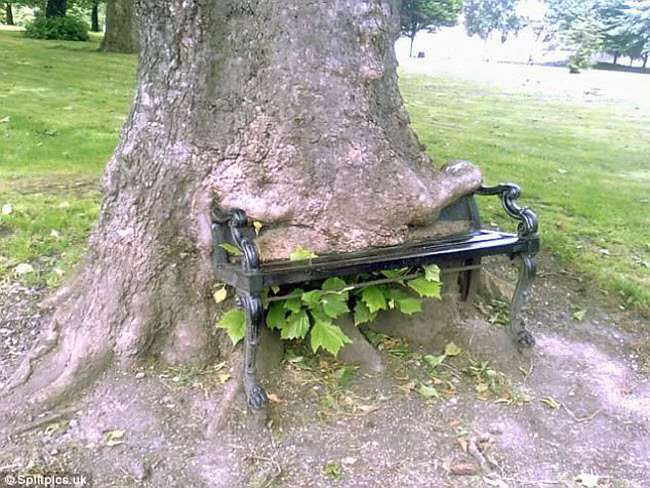 khi cay tro thanh… quai vat dang so hinh anh 20