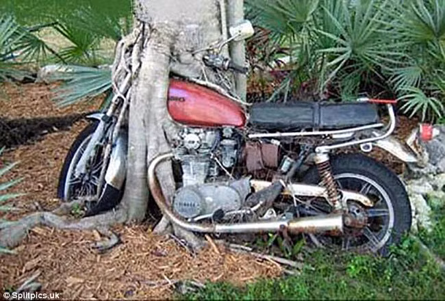 khi cay tro thanh… quai vat dang so hinh anh 8