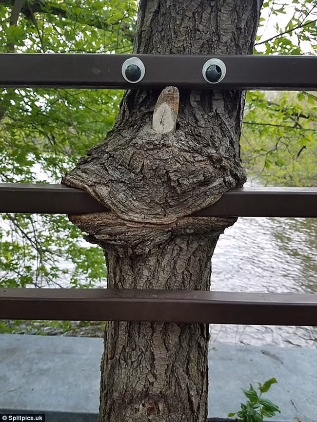 khi cay tro thanh… quai vat dang so hinh anh 6